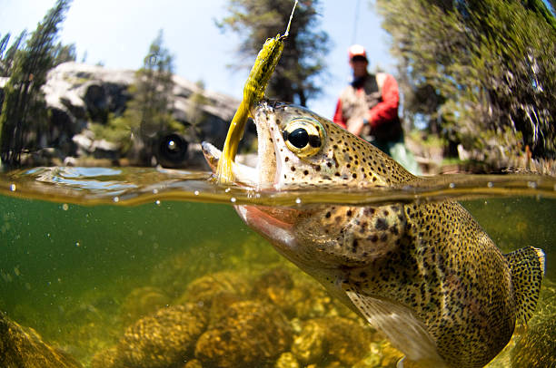 lure fishing