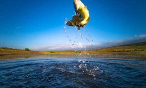 Fish jumping from water, captured while fishing with fishing reel.