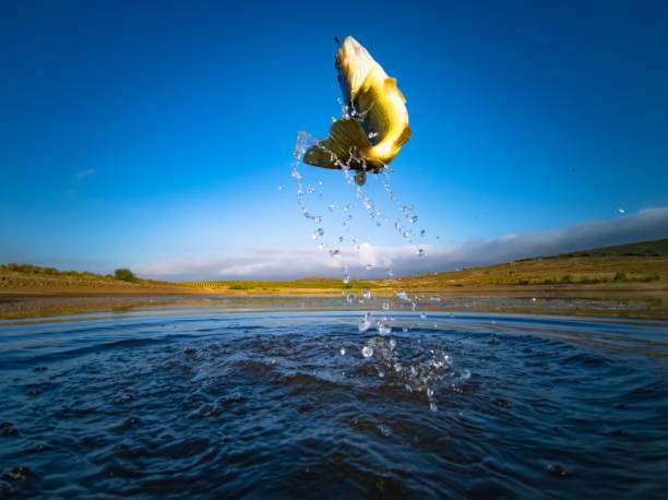 A bass fish jumps from the water, exciting any angler's fishing reel.