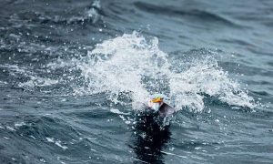Fish jumping from water with fishing reel line