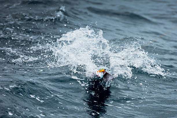 Fish jumping from water with fishing reel line