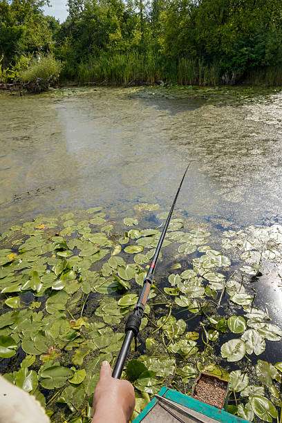 Angler casting line into water lilies using fishing reel.