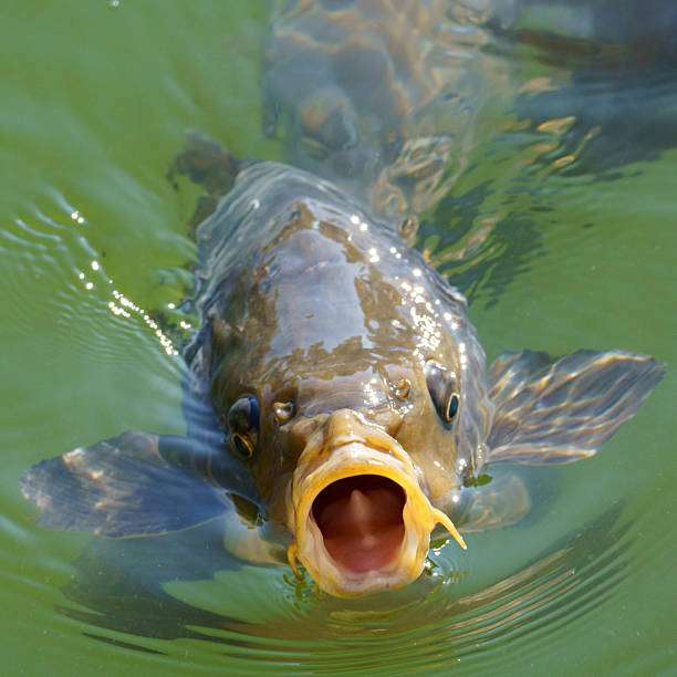 Carp fish swimming with open mouth near fishing rod.